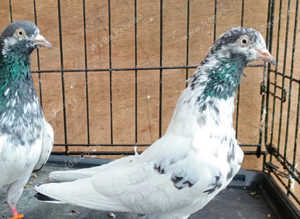 Pakistani Highflying Pigeons