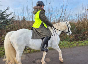 14.2hh cob gelding happy hack ( for loan )