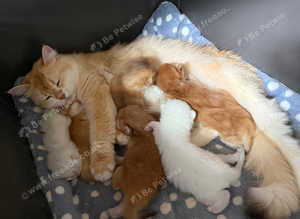 GCCF Registered British Longhair and Shorthair Chocolate and Black Golden Kittens