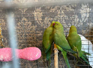 Ringnecks