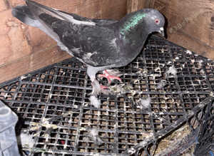 Turkish pigeon