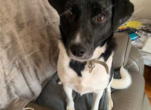 Rescued mix breed, 2y&1/2, fem, loving and loyal