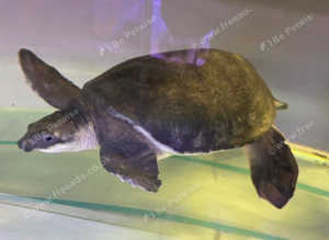 Fly River Turtle (Male)
