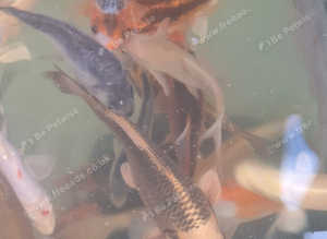 Koi fish for sale