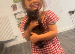 2 girl kittens