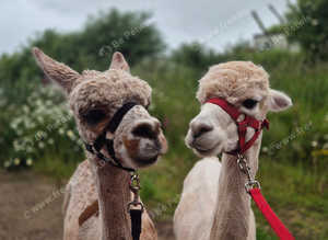 Group of female alpacas