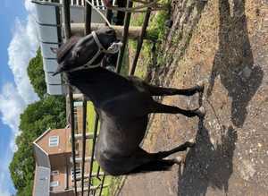 P/B 3 year old NF Gelding