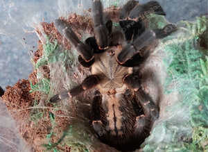 Rare Citharognathus tongmianensis - Chinese Stout-Leg Earth Tiger Tarantula