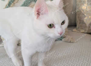 Turkish angora male