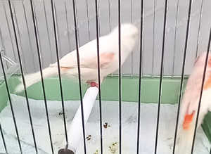 Canaries