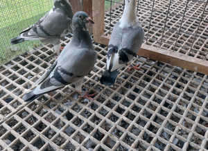 Racing pigeon
