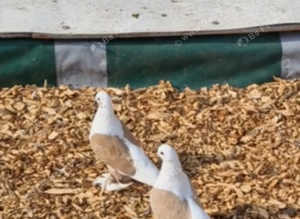 Kurdish pigeons