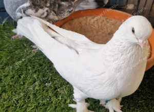 Kurdish pigeons