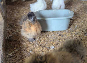 Silkie American X English