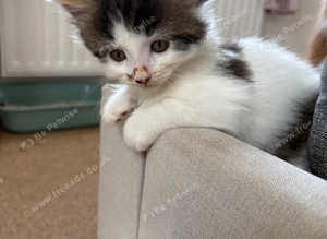 Last kitten