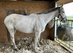 Lovely Bertie ( loaner found)