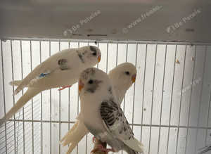 Baby budgies