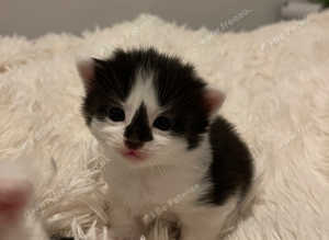 Beautiful boy kitten 1/2 siamese and Devon Rex