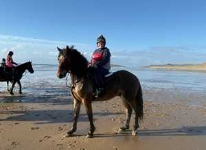 Hewid True Dancer - Rio is a 15.3h 4 year old Welsh Sec D