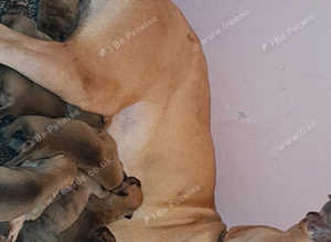 Bull/greyhound lurcher