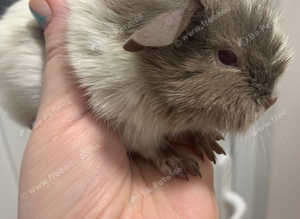 Beautiful Baby Guinea Pigs