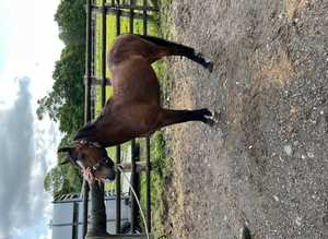 Registered and P/B 3 yr old geldings