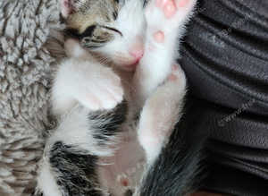 Bengal cross kittens and Domestic Short hair kittens