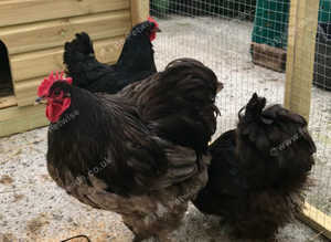 Blue/black /splash Orpington hatching eggs x6/12/18