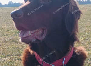 Stud Flat coated retriever liver colour up for stud £600.00