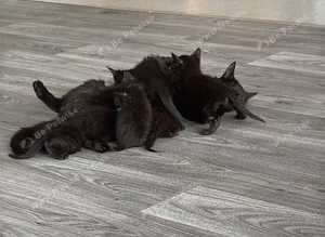 Kittens