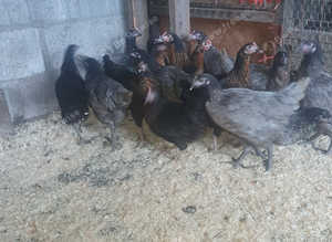 Rhode rock p.o.l hens for sale