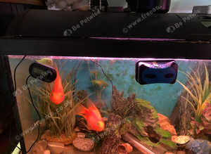 parrot fish