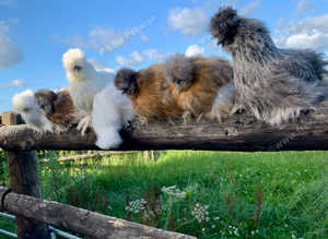 Silkie point of lay pullets