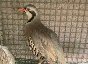 Chukar partridges males & females