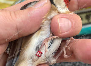 Goldfinch