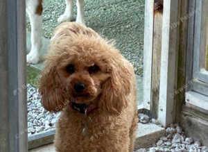 Lovely apricot mini Cavapoo female
