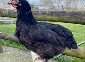 Copper maran point of lay pullets