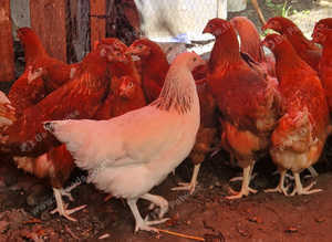 Offer on 20 brown hen