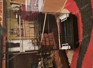 Finch /budgie cage