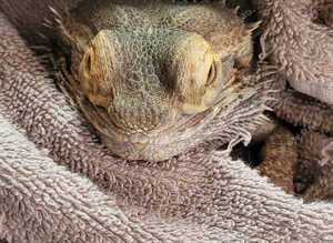 Bearded Dragon and Full Set Up