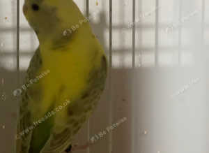 Stunning budgies