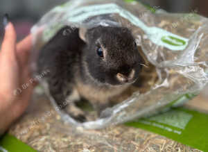 Baby rabbit honey
