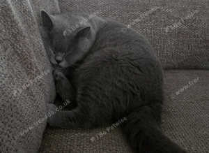 Adult British shorthair