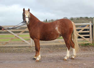 Gorgeous Sec A Mare