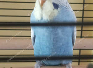ONE BLUE/LEMON BABY AND ONE PROVEN BREEDING HEN BIRD  prices listed with info about each bird for sale deals and cage option available
