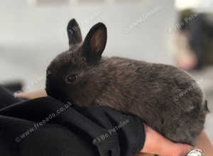Rabbits for sale