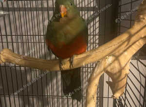 Baby king parrot immaculate big bird