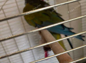 Patagonian conures