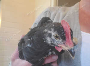 Astrolop Cockerel