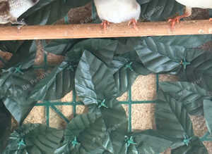 Zebra finches